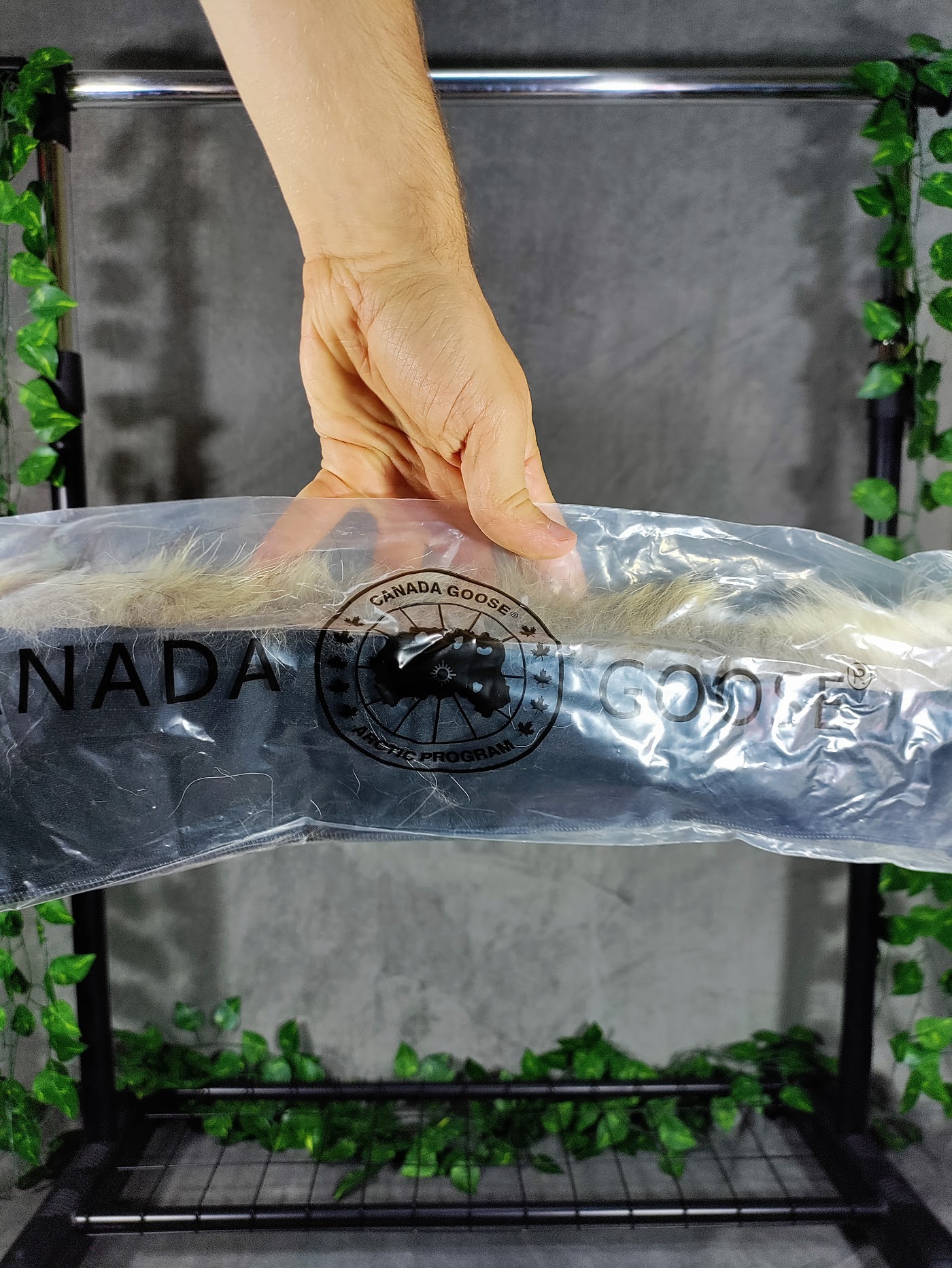 Canada Goose Albastra